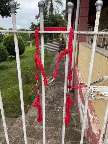 Traia De Frente Para Qualquer Raça De Cavalo Cabeçada Com Regulagem Amarela