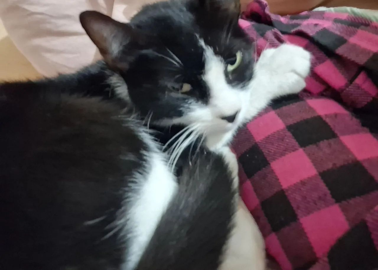 Gato fêmea castrada para adoção