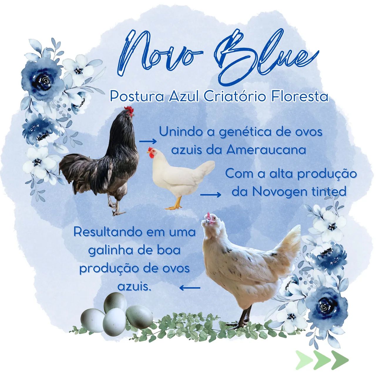 Poedeira Novo Blue (Ovo Azul) - Foto 2