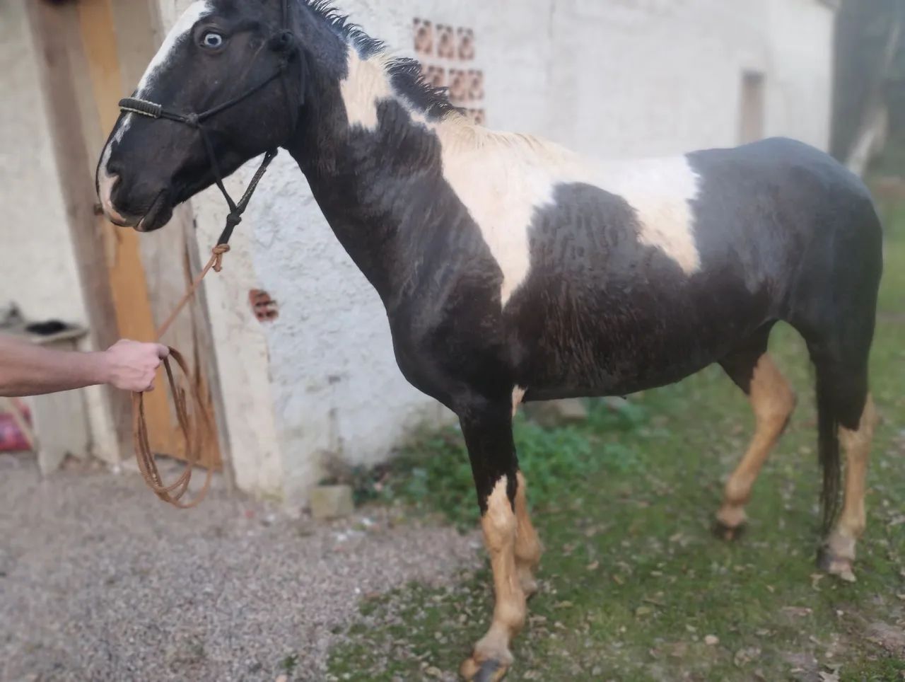 Égua Paint horse  - Foto 3