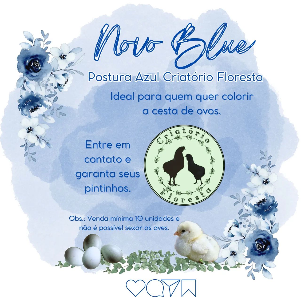 Poedeira Novo Blue (Ovo Azul) - Foto 3