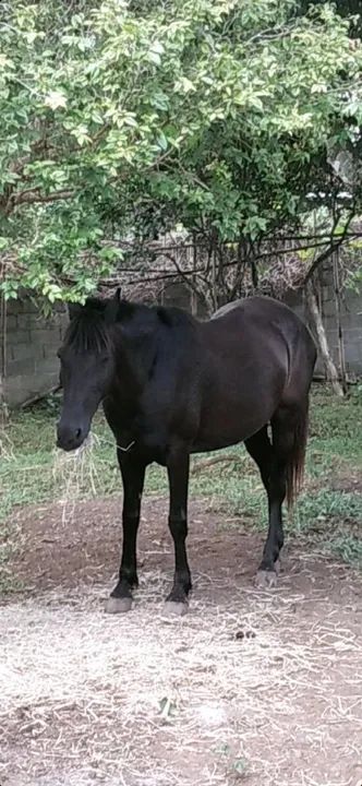 Égua 7 anos mestiça QM  - Foto 3