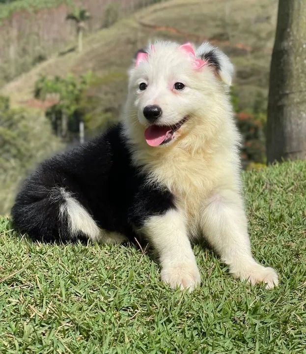 Lindos filhotes de border collie  - Foto 3
