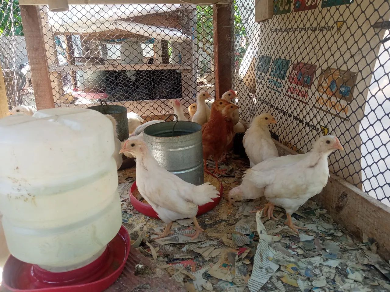 Poedeiras NOVOGEN TINTED!