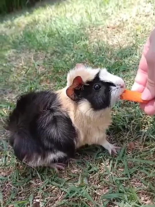 Dois porquinhos da índia fofinhos para adoção - Foto 3