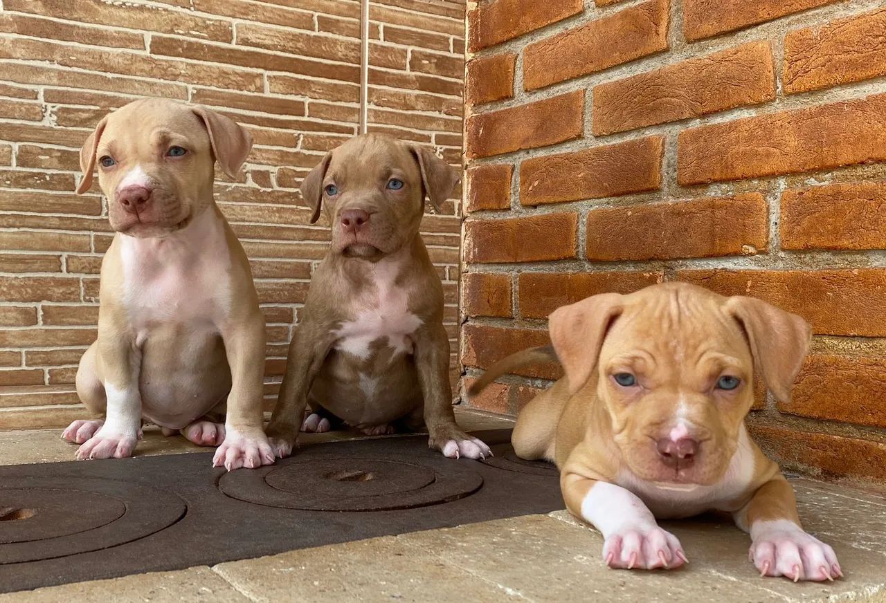 Pitbull disponíveis red e BLUE nose lindos filhotes 