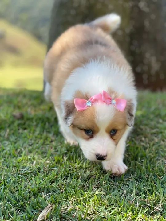 Lindos filhotes de border collie 