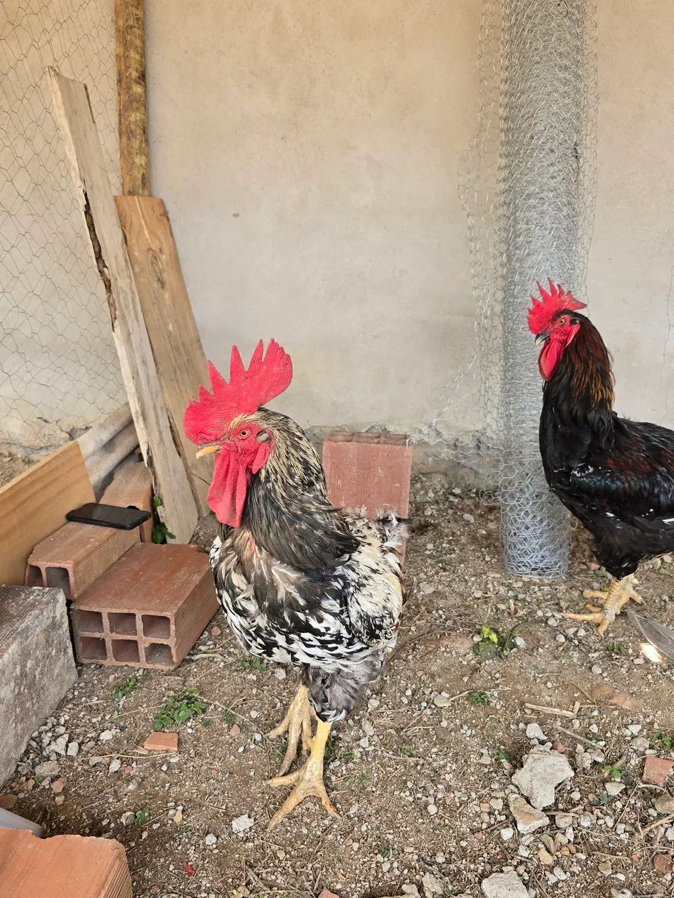 Ovos e Pintinhos de Galinha Balão - Foto 5