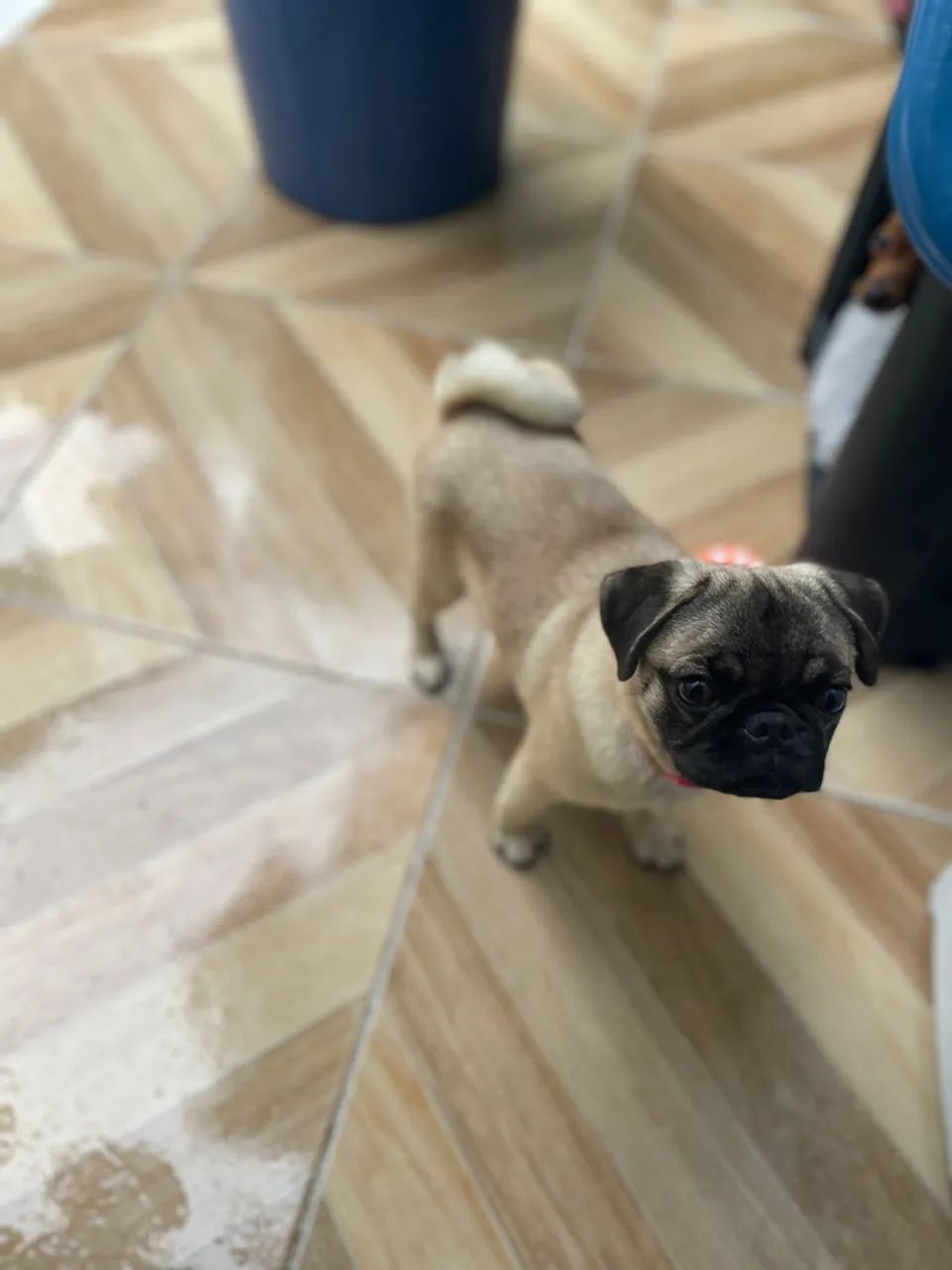 Pug filhote para venda  - Foto 3