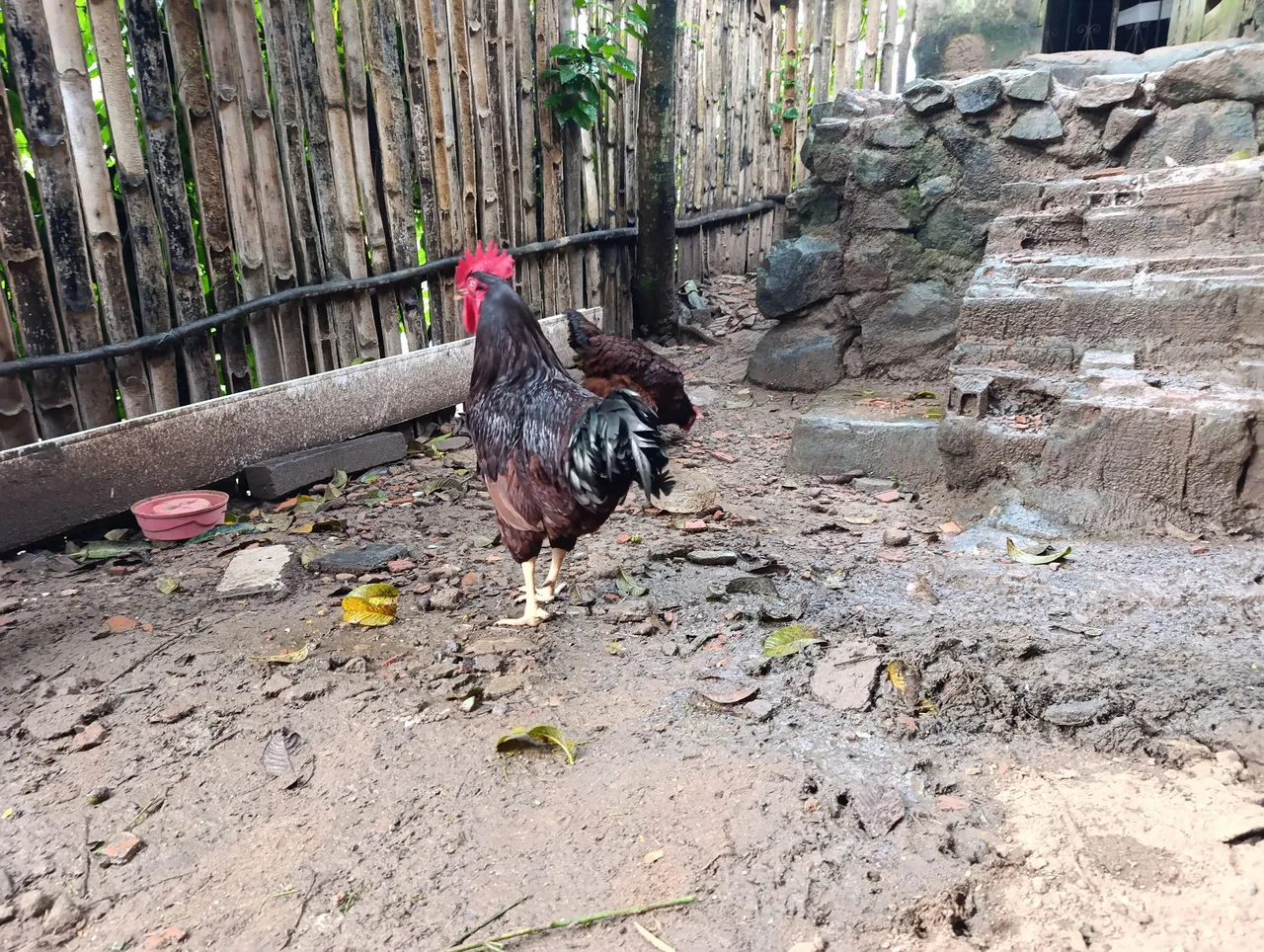 Terno de Rhode Sland Red 
