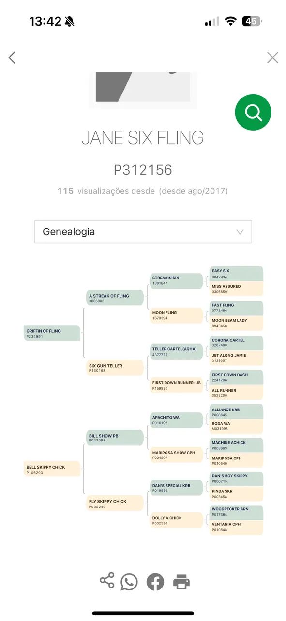 Potra quarto de milha PO com registro  - Foto 5