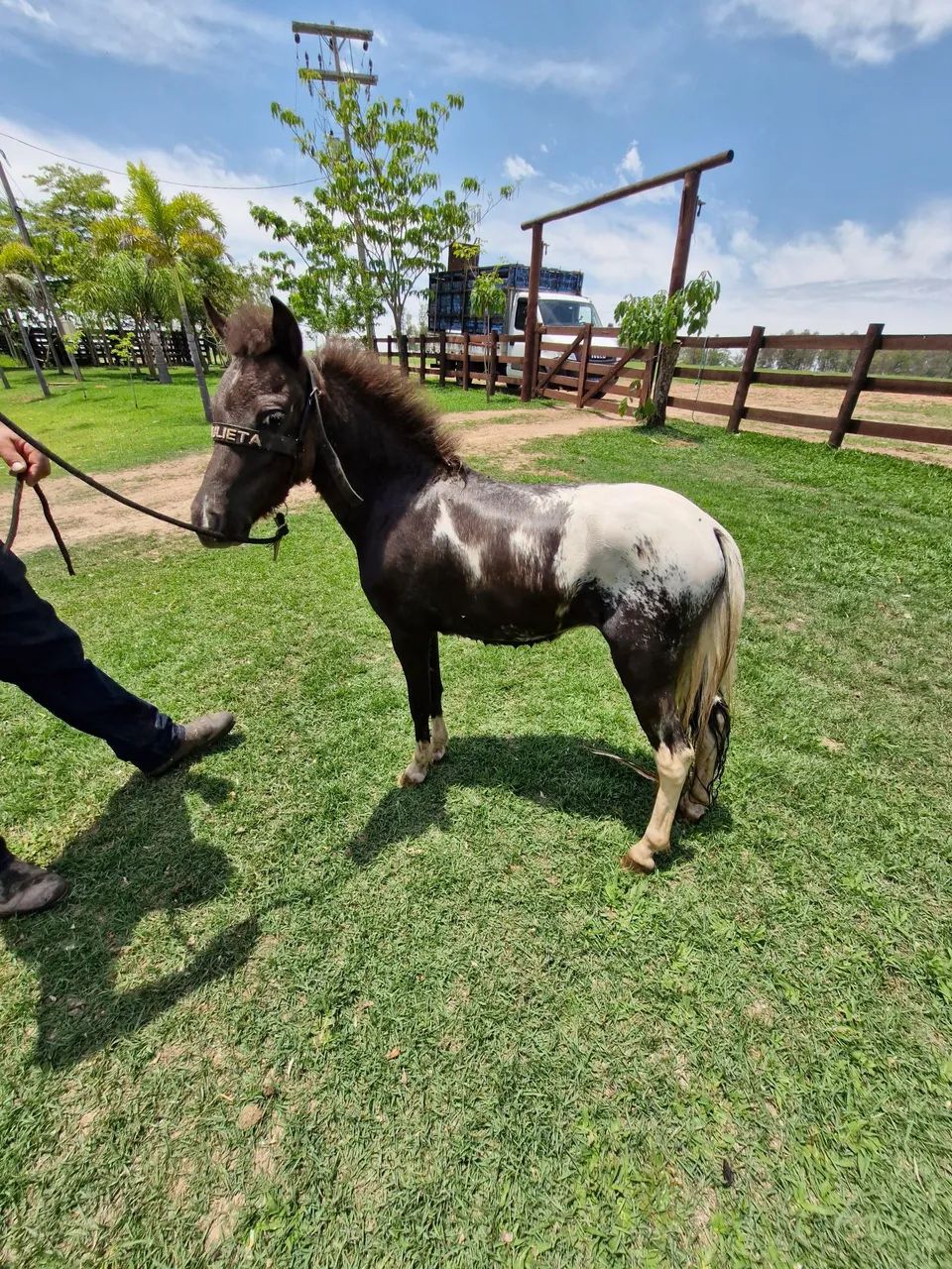 Mini ponei 85 cm - Foto 3