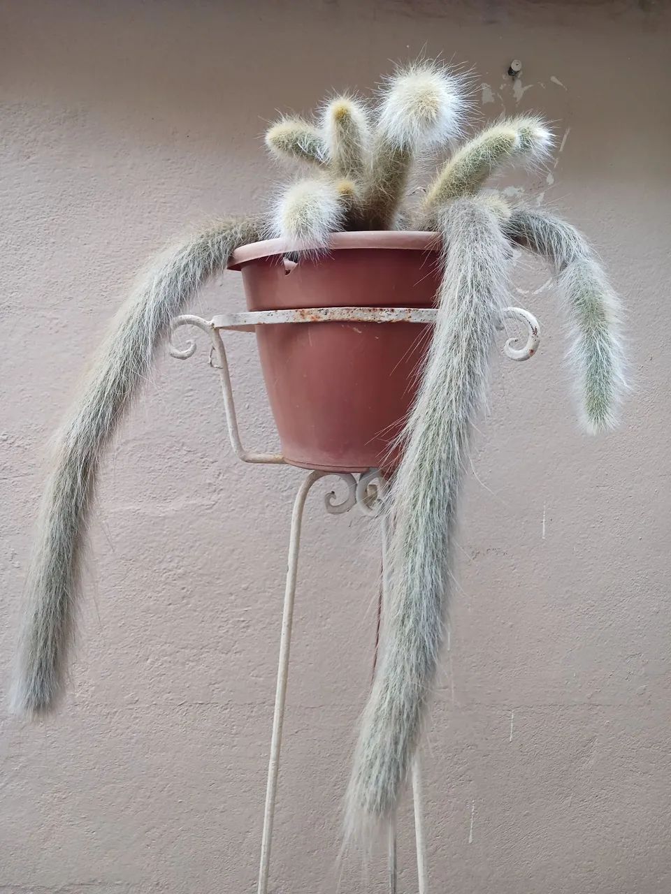Cacto Rabo de macaco