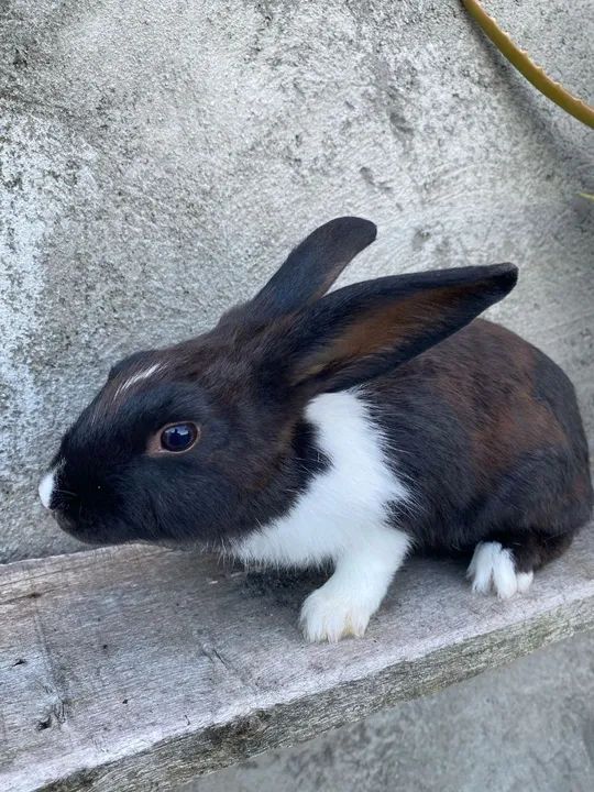 Vende-se coelhos 20 reais - Foto 5