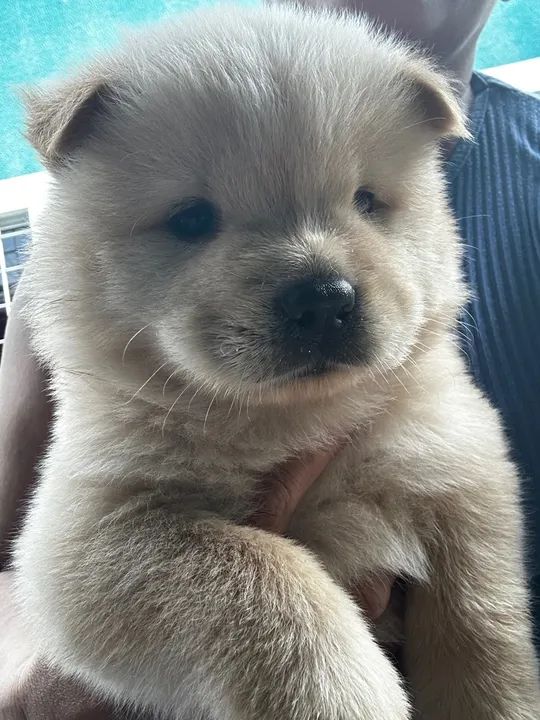 Chow chow - Foto 2