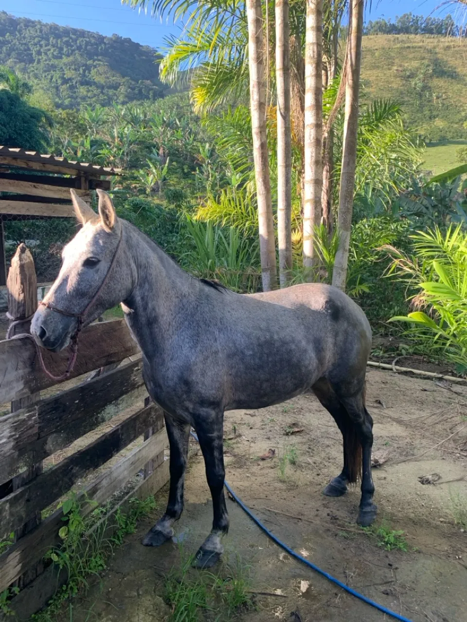 Mangalarga marchador