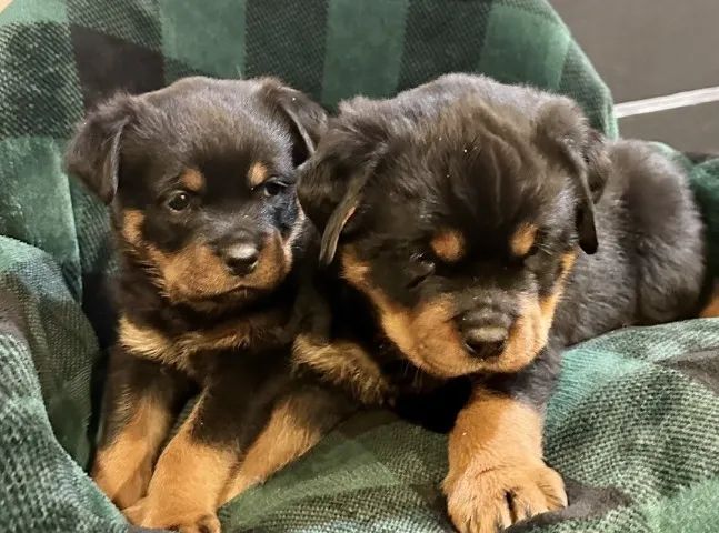 Gracinhas Doguinhos leais Rottwalier