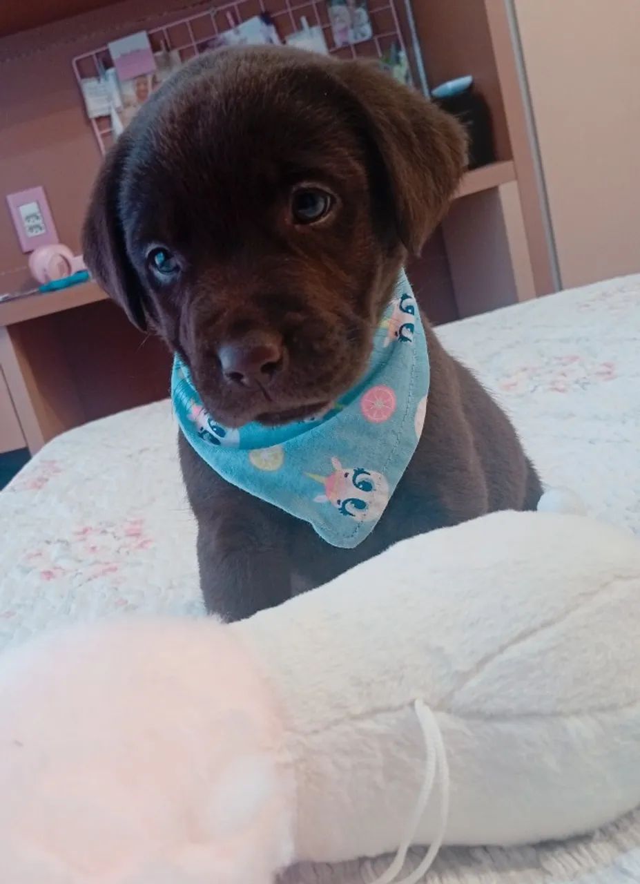 Fêmea de labrador disponíveis) - Foto 2