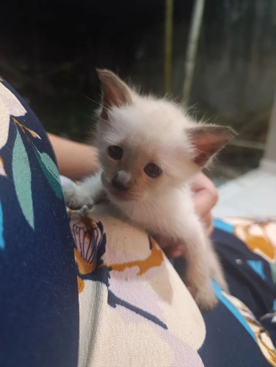 Filhote de gato fofo