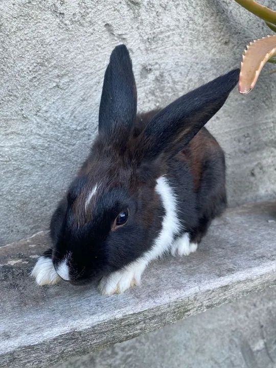 Vende-se coelhos 20 reais - Foto 4