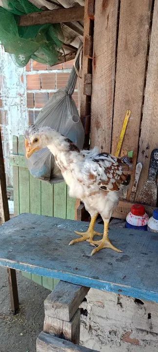 Pintinhos gsb  - Foto 5