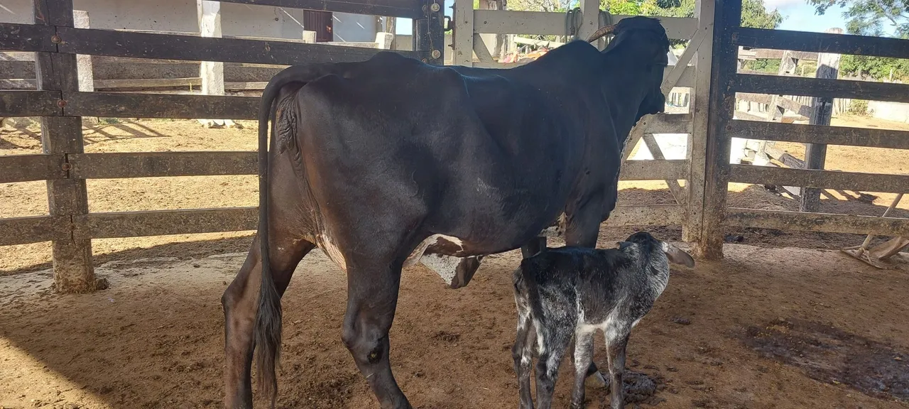 Vaca leiteira