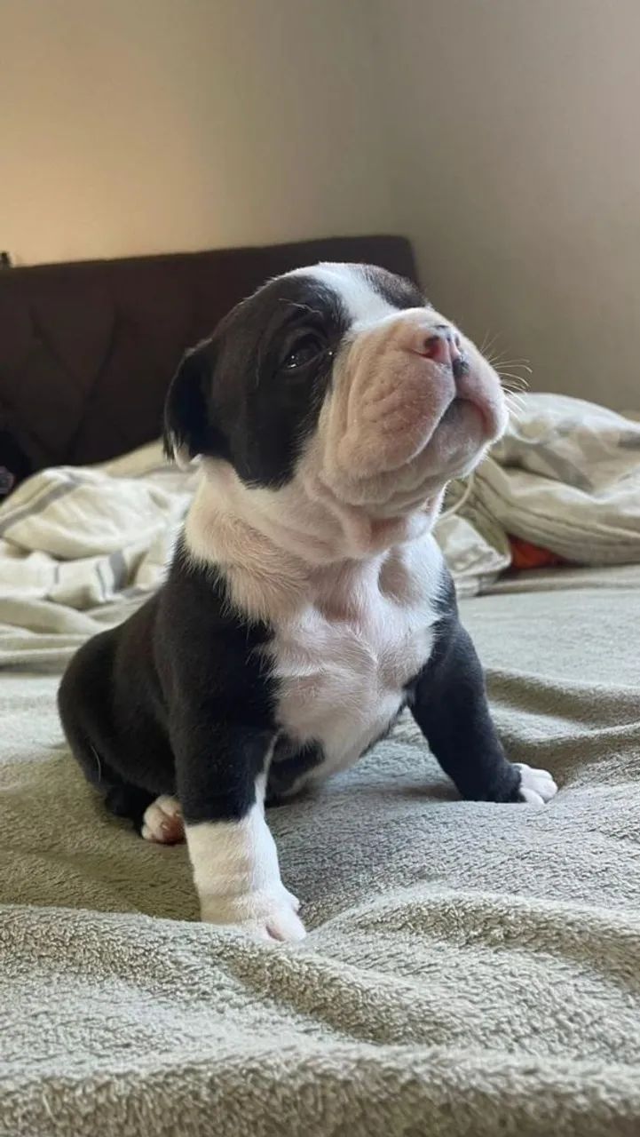 American bully disponível a venda, agora somente 2 machos - Foto 2