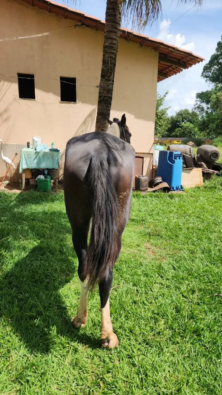Egua manga larga pampa de preto - Foto 4