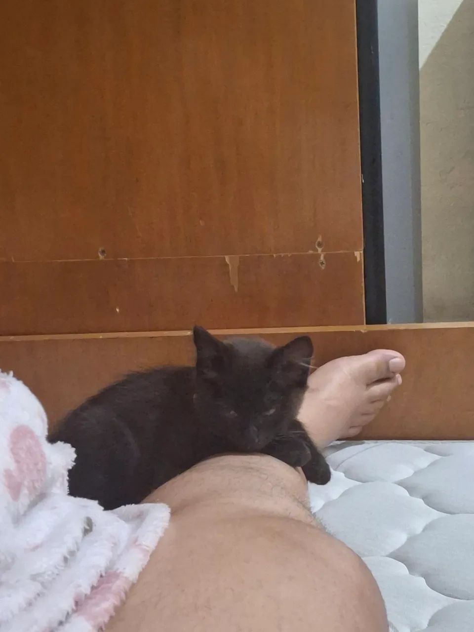 Doação de gata de 3 meses  - Foto 4