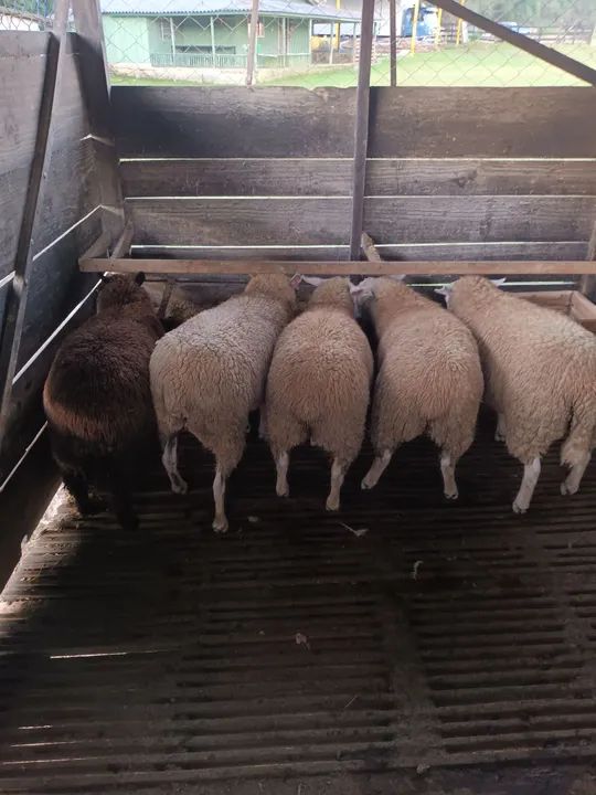 Ovelhas e borregos a venda  - Foto 2