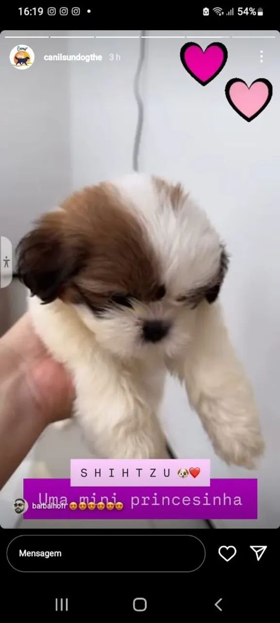 Filhote Shih Tzu Mini 