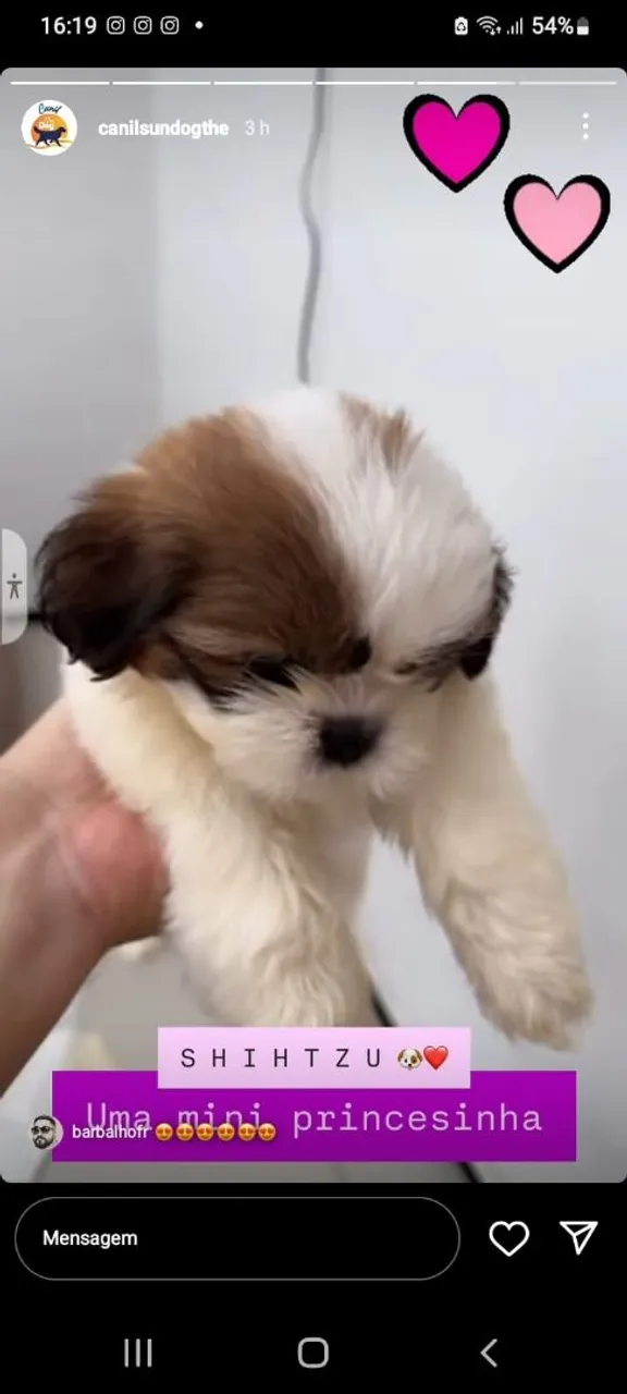 Filhote Shih Tzu Mini 