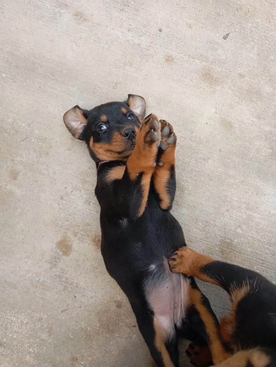Filhote de Rottweiler disponível