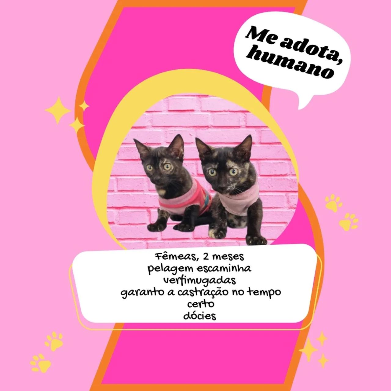 Gatinhas Fêmeas - 2 Meses - Adote Já! - Foto 2