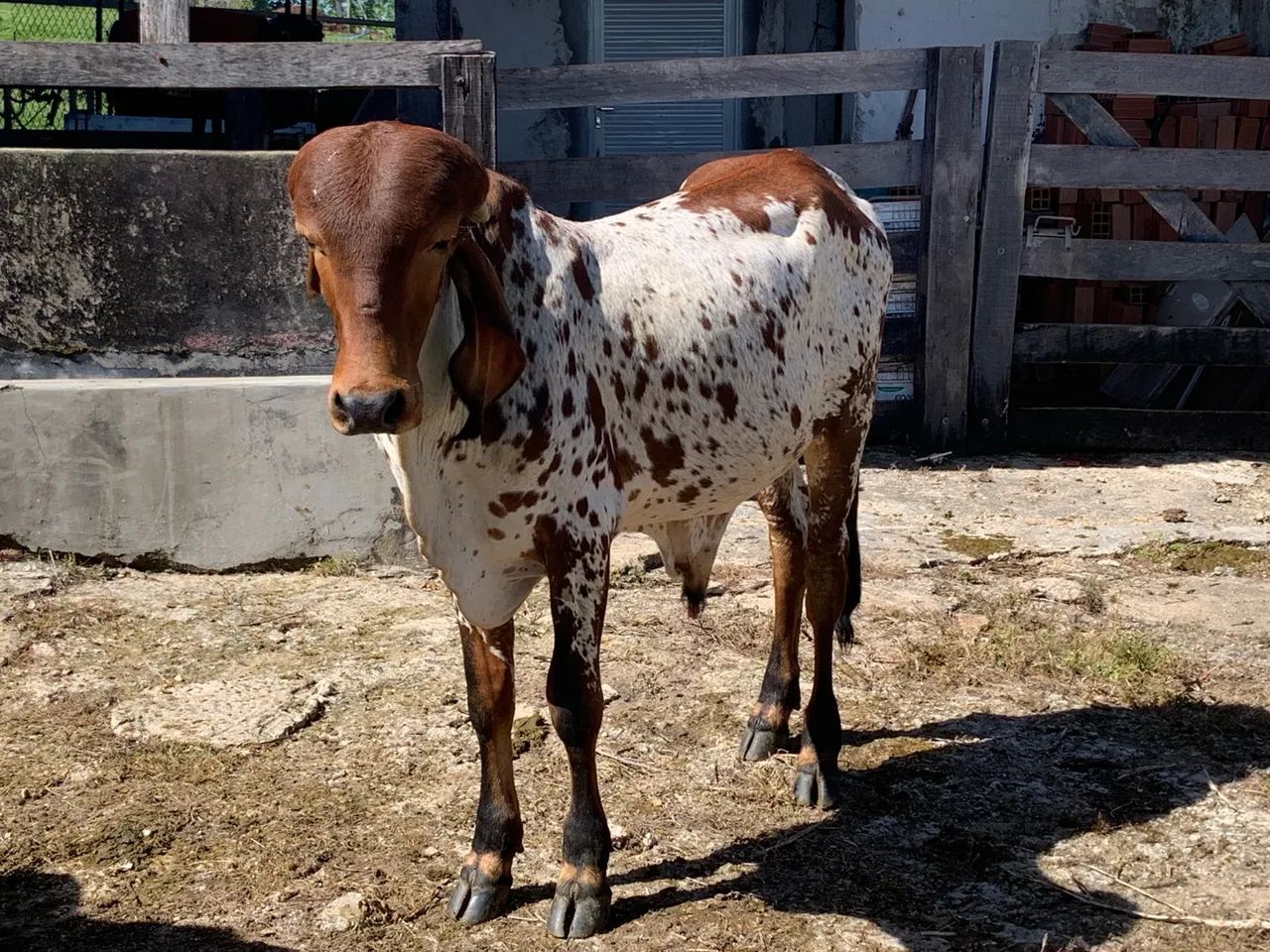 Bezerros e bezerras gir e cruzados para venda - Foto 4