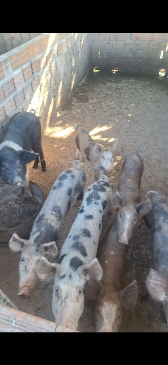 Porcos para cria e engorda e abate