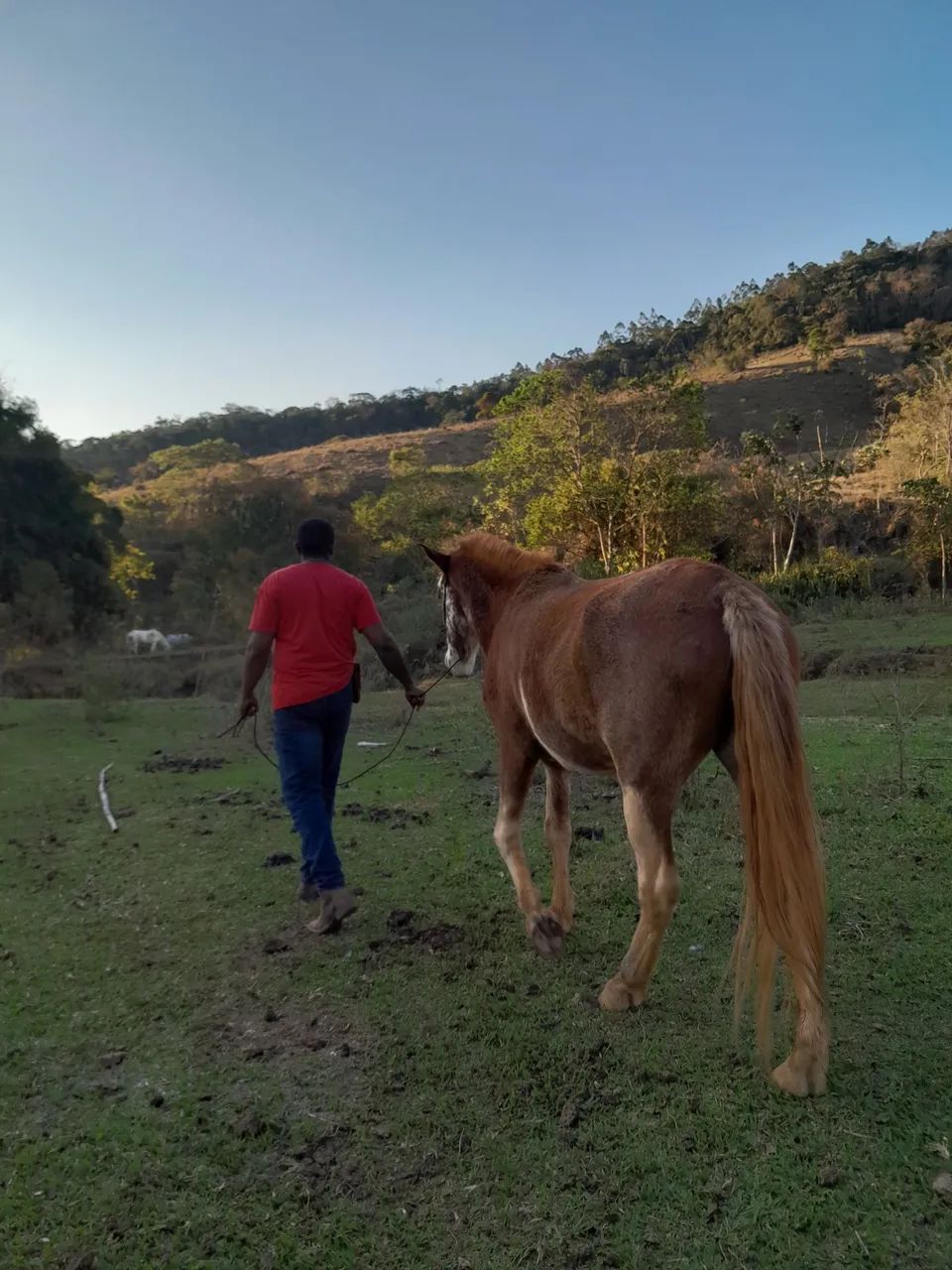 Vendo cavalo manga larga mineiro  - Foto 5