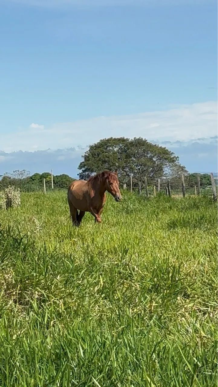 Cavalo para Passeios e Lazer - Foto 4