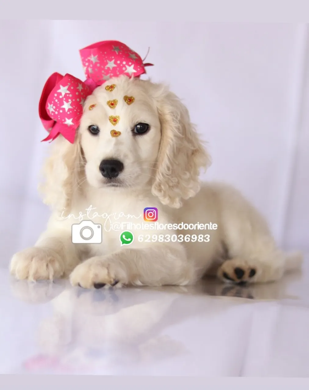 Cocker Spaniel Insta gram @filhotesfloresdooriente