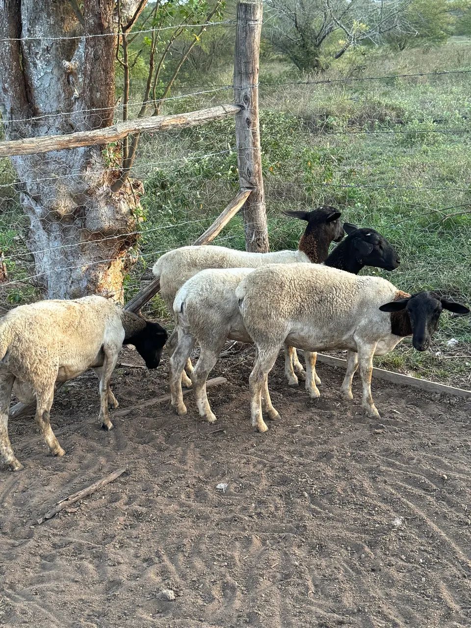 Carneiro e ovelhas Dorper  - Foto 6