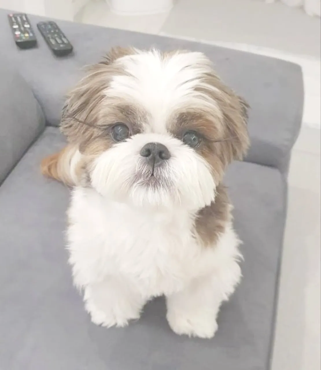 ShihTzu Carinhosos, sociáveis e prontos para sua família
