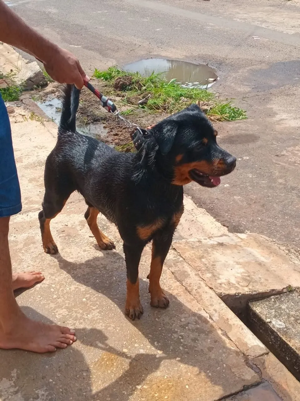 Rottweiler disponível para cruza