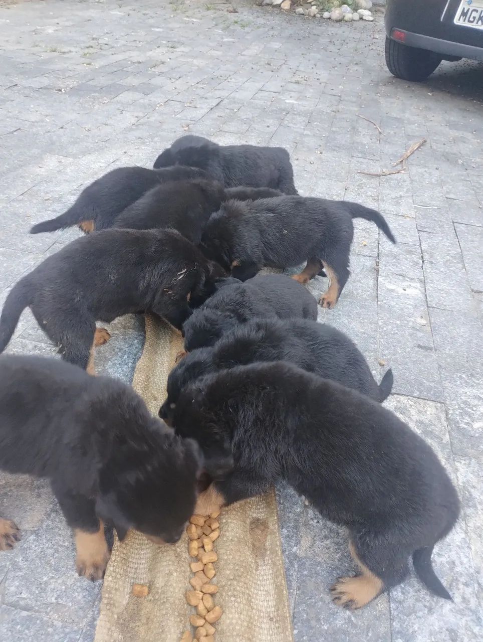 Filhotes Rottweiler Fêmea e Macho - Foto 5