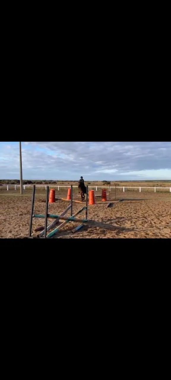Cavalo para venda de hipismo pra escolinha ou prova. - Foto 3