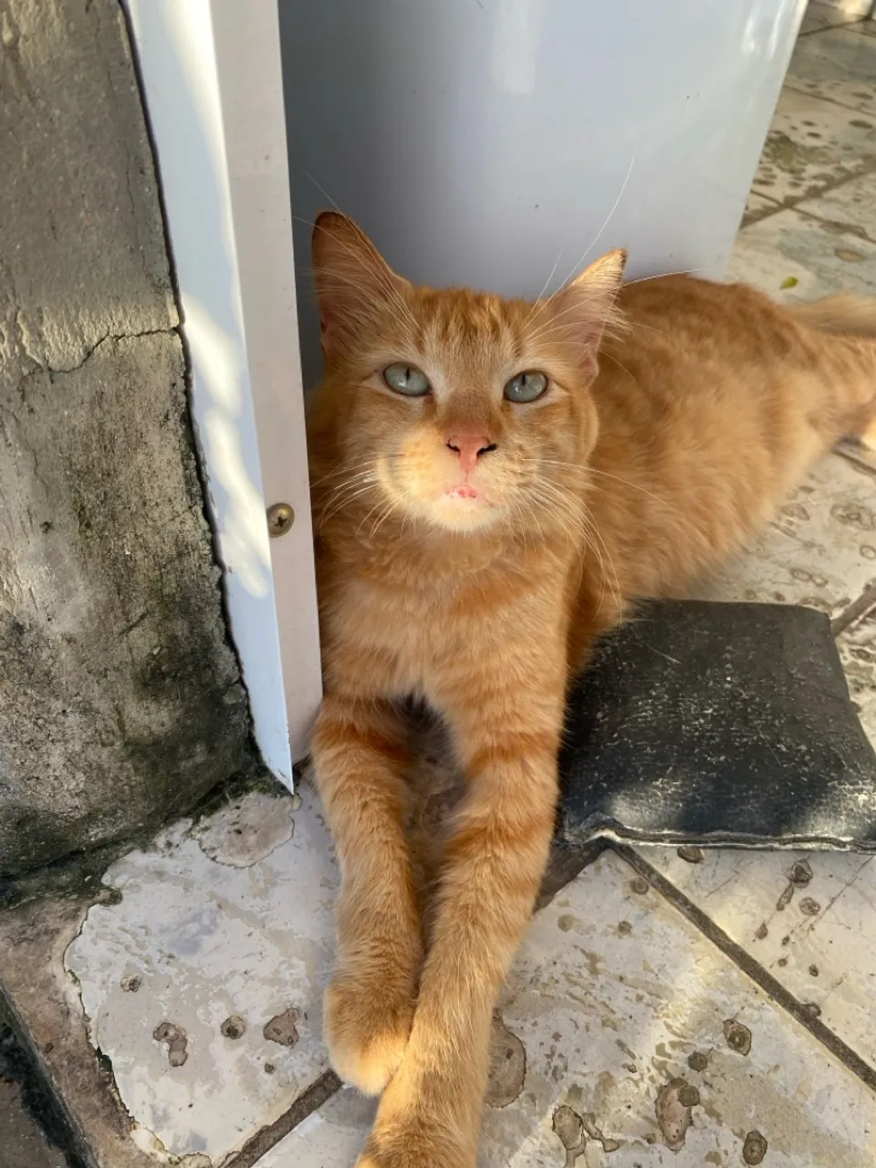 Gatinho laranja adulto para adoção