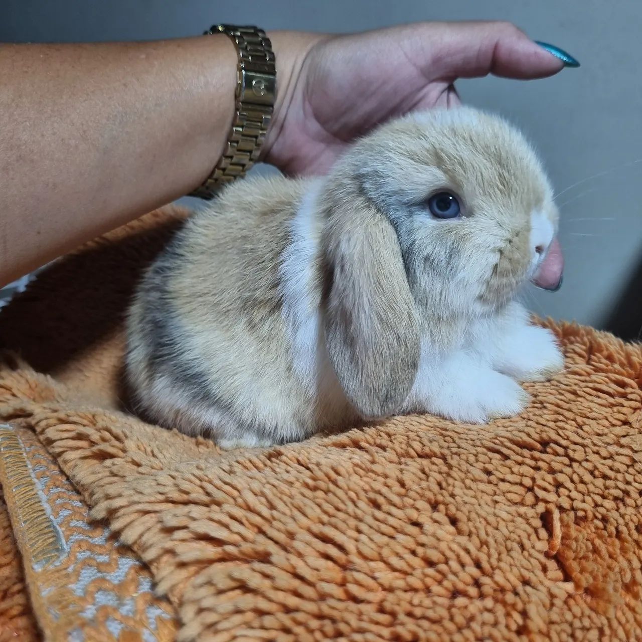 Mini lop  coelho - Foto 4