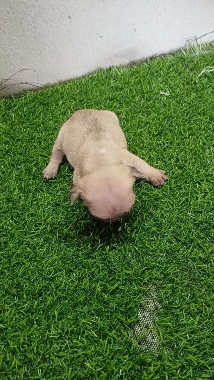 Temos lindos filhotes Buldogue francês  - Foto 6