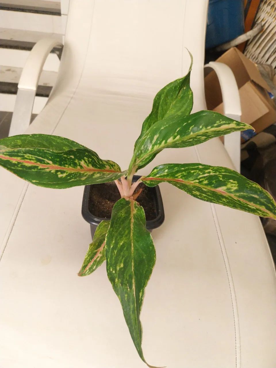 Vasos Aglaonema Mini Sumatra