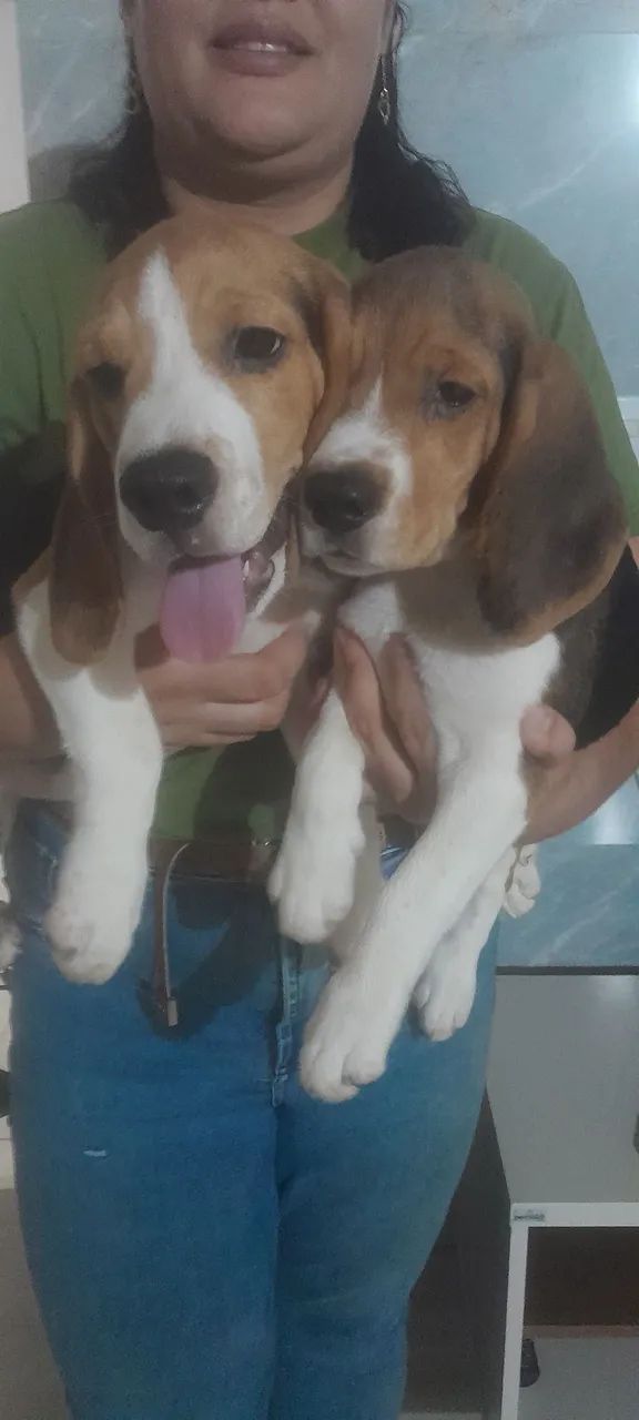 Filhotes de beagles 