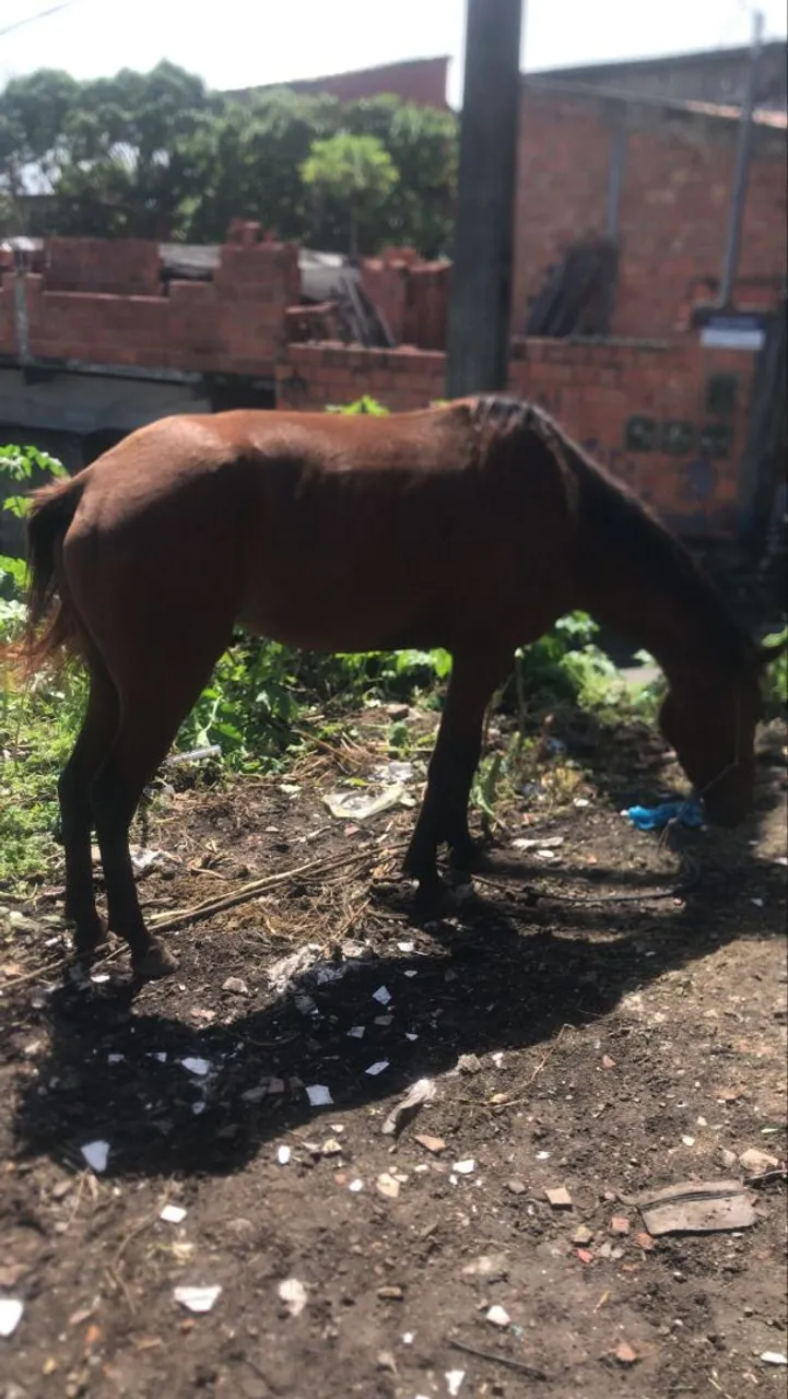 Cavalo